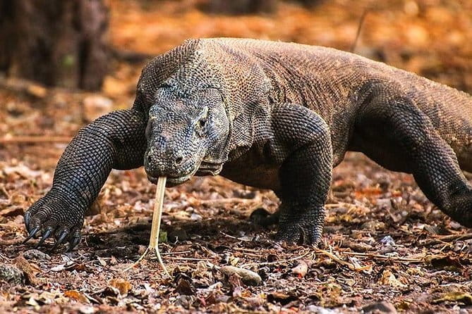 Komodo Islands with Speedboat in Labuhan Bajo - Siaba Besar adds turtles and calmer water