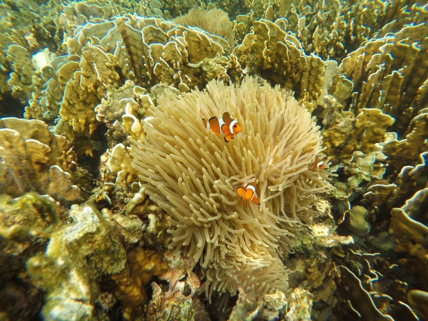 Krabi: Koh Rok & Koh Haa Hidden Snorkeling Tour by Speedboat - Should you book Koh Rok and Koh Haa?