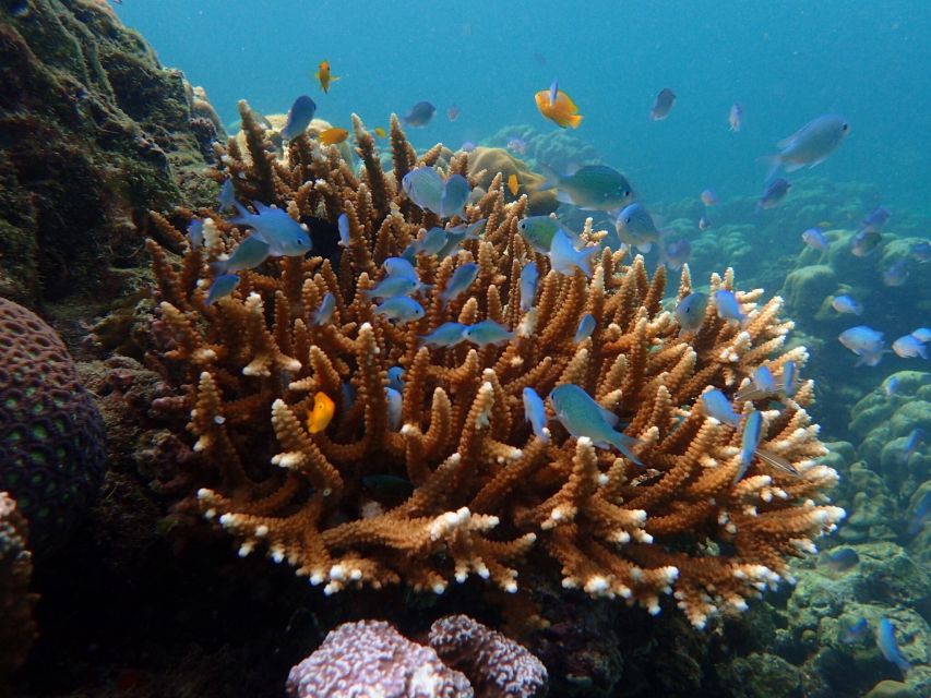 Krabi: Koh Rok & Koh Haa Hidden Snorkeling Tour by Speedboat - What to pack for a smoother day