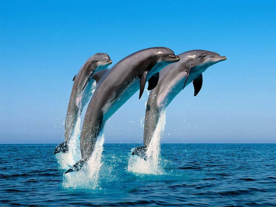 La Preneuse: Dolphin Swimming and Snorkeling Speedboat Trip - The ethical question you should consider