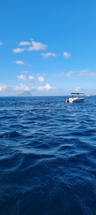 La Preneuse: Dolphin Swimming and Snorkeling Speedboat Trip - What the $47 price really covers