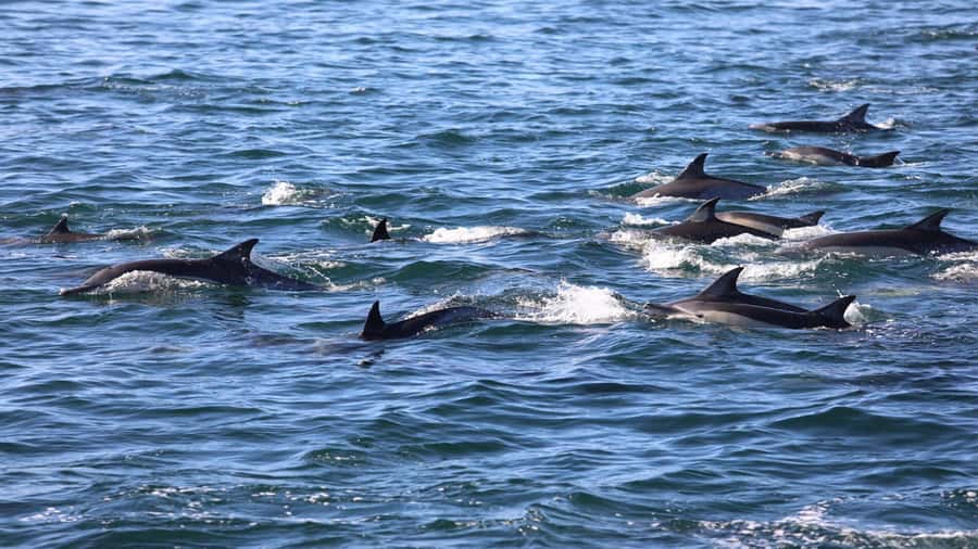 La Preneuse: Dolphin Swimming and Snorkeling Speedboat Trip - Practical planning before you book