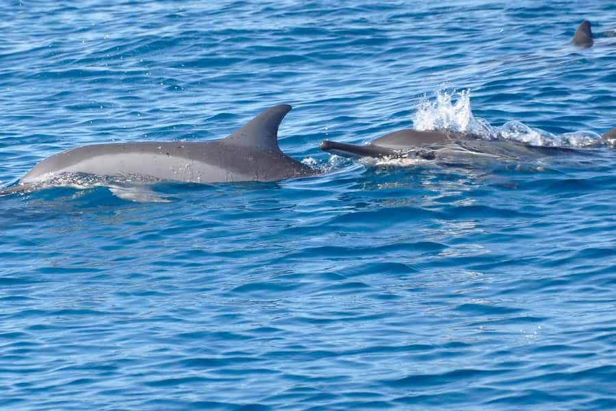 La Preneuse: Dolphin Swimming and Snorkeling Speedboat Trip - Speedboat travel along the west coast