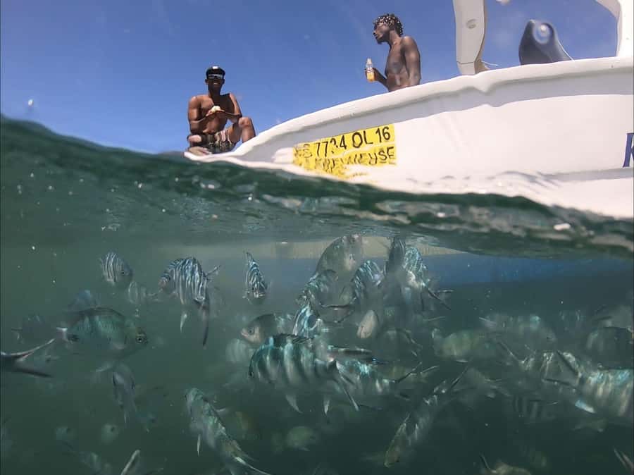 La Preneuse: Dolphin Watching and Snorkeling Speedboat Tour - What the dolphin encounter is really like