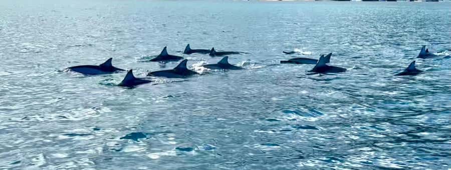 La Preneuse: Dolphin Watching and Snorkeling Speedboat Tour - The lagoon snorkeling stop