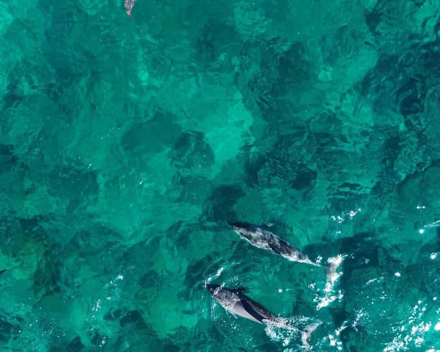La Preneuse: Dolphin Watching and Snorkeling Speedboat Tour - Searching for dolphins near La Preneuse