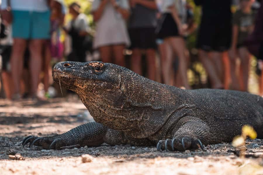 Labuan bajo: One Day Komodo Private & Shared Speedboat Trip - What to Bring and Who Should Book