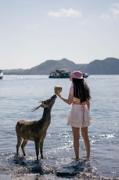 Labuan bajo: One Day Komodo Private & Shared Speedboat Trip