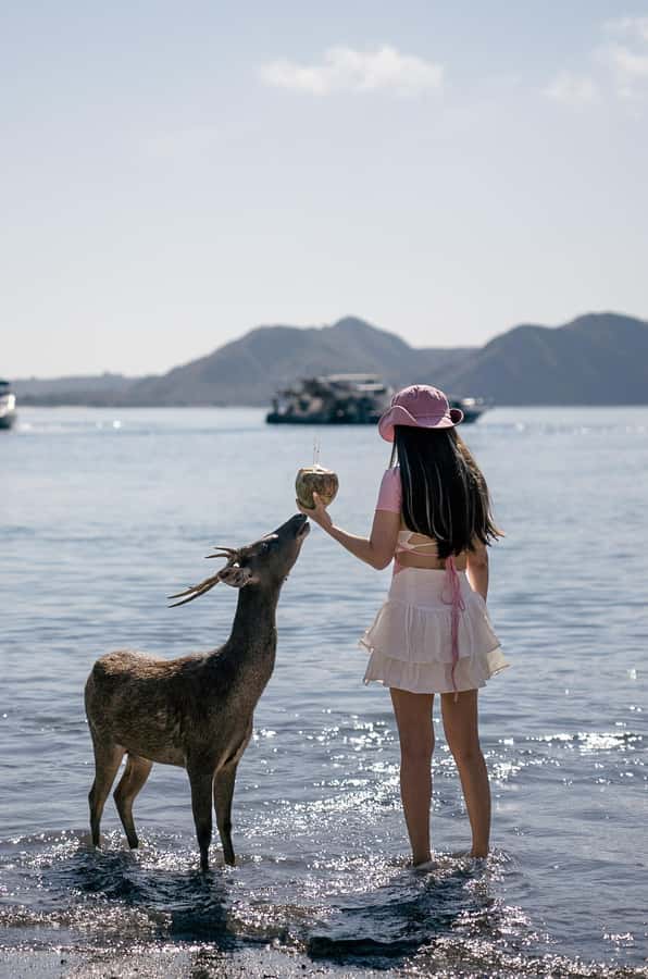 Labuan bajo: One Day Komodo Private & Shared Speedboat Trip - Pink Beach, With Time to Slow Down