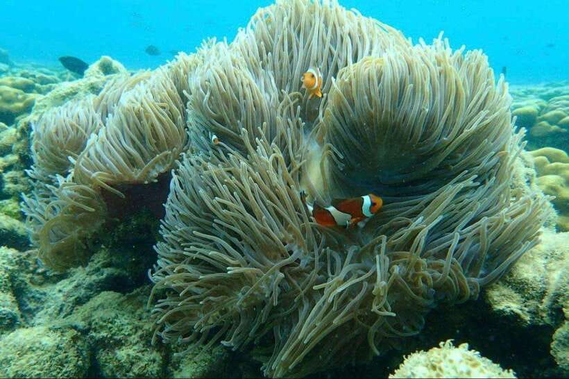 Langkawi: Dangli Island Snorkel and Swim Speedboat Tour - Key points before you book