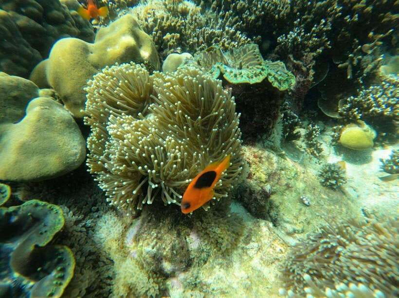 Langkawi: Dangli Island Snorkel and Swim Speedboat Tour - Is $119 good value for up to 12 people?