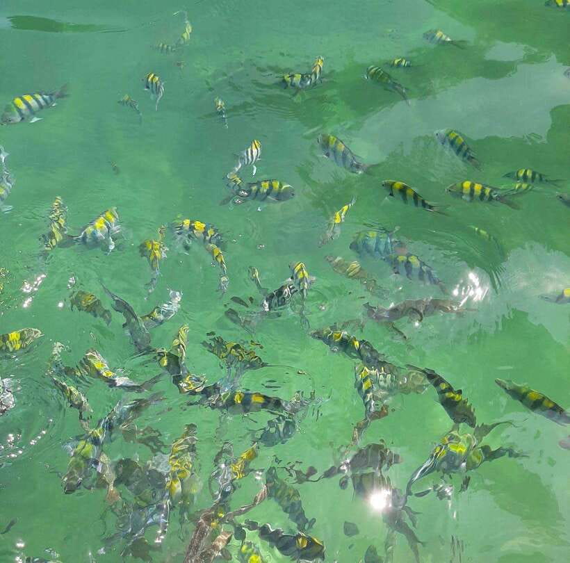Langkawi: Dangli Island Snorkel and Swim Speedboat Tour - The timing, safety, and comfort details that matter