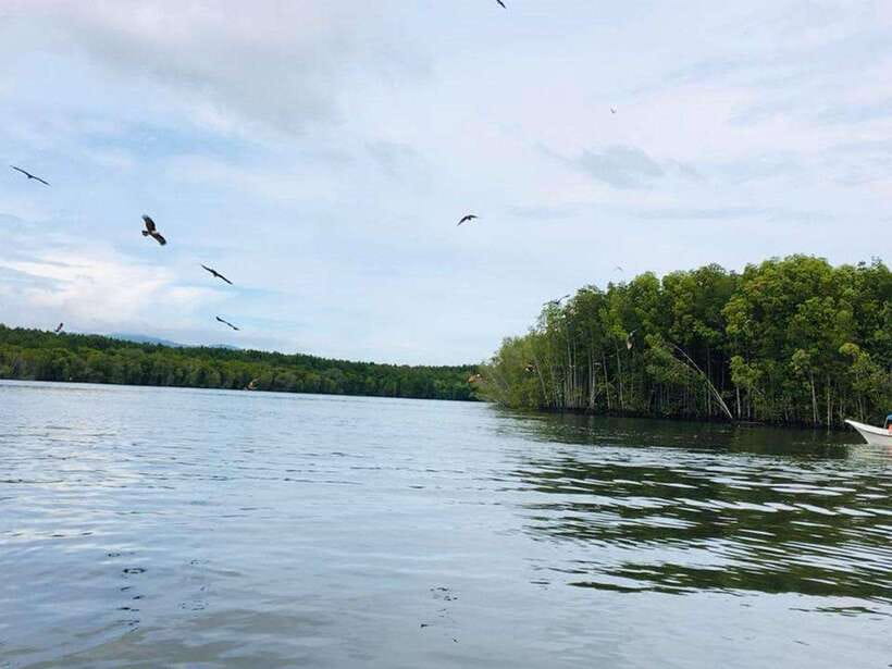 Langkawi: Tanjung Rhu Mangrove Speedboat Tour - Watching sea eagles over the mangrove channels