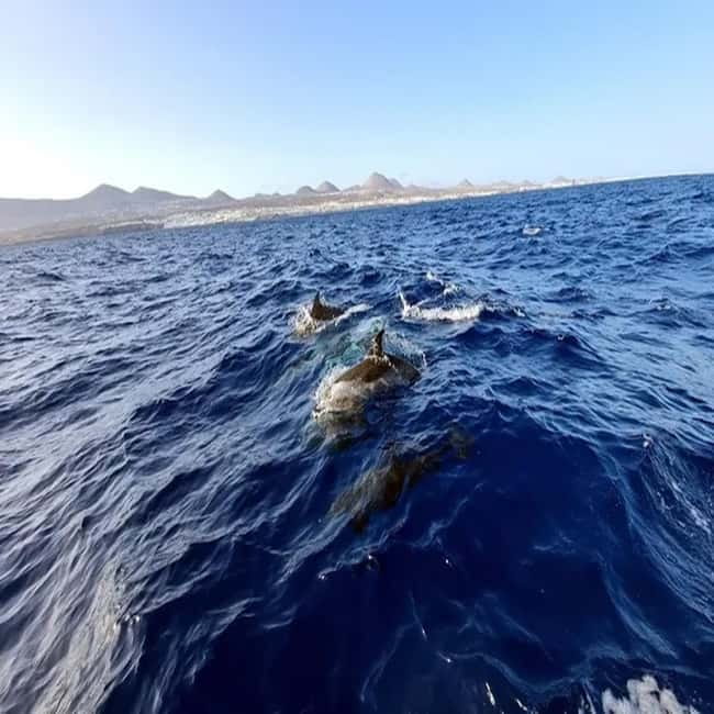 Lanzarote: Dolphin Watching by speedboat - What the Puerto del Carmen departure is like