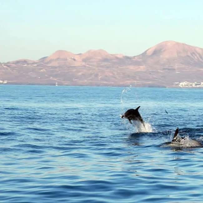 Lanzarote: Dolphin Watching by speedboat - Searching for dolphins, turtles, and seabirds