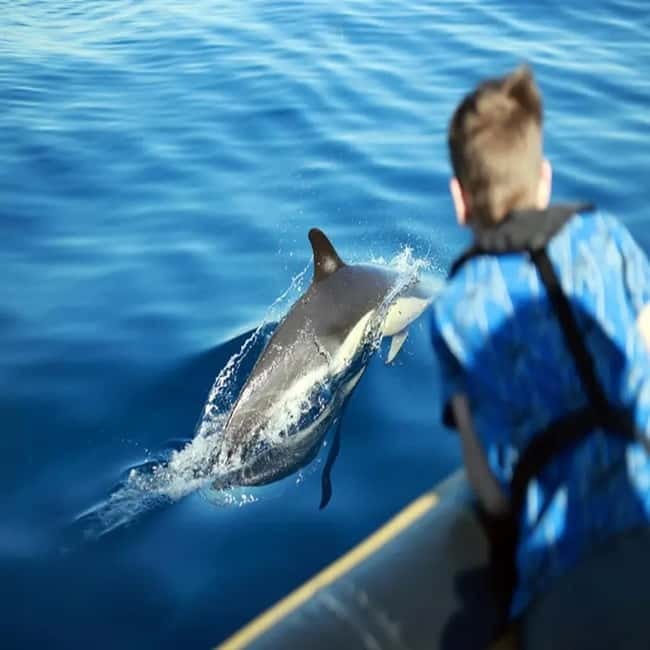 Lanzarote: Dolphin Watching by speedboat - What can go wrong?