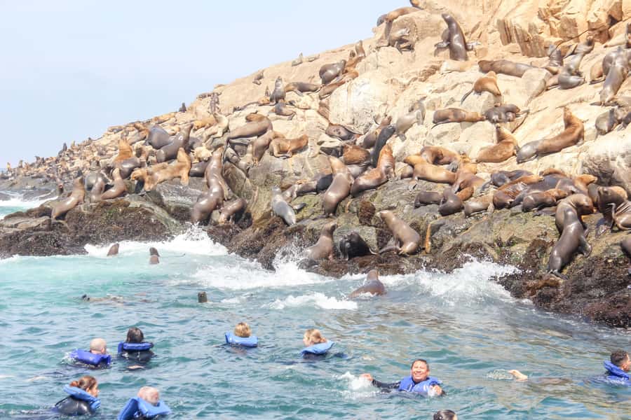 Lima: Palomino Islands Speedboat Tour & Swim with Sea Lions - Key points to know before booking