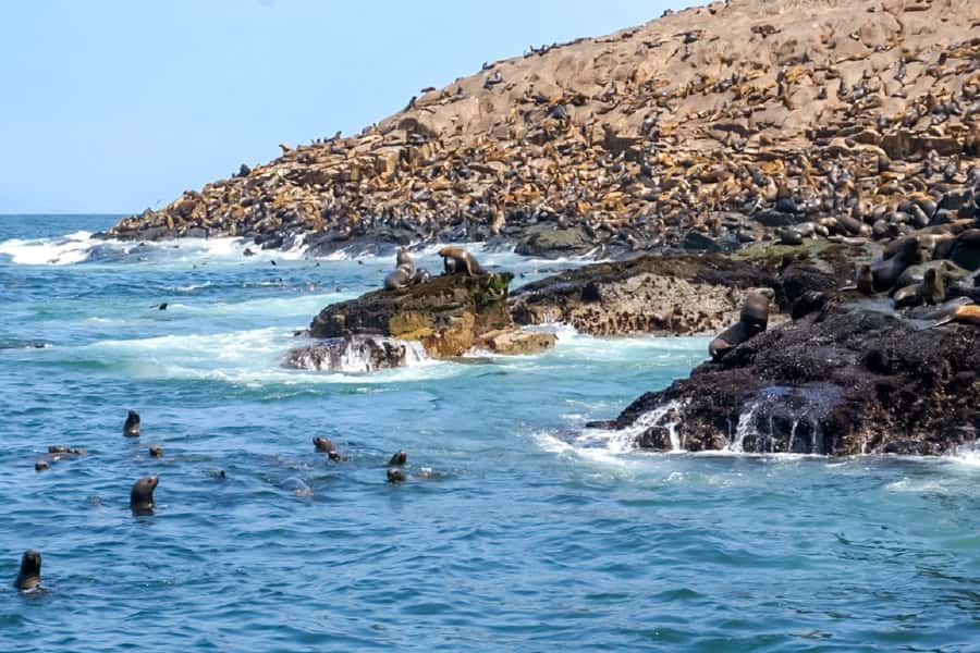 Lima: Palomino Islands Speedboat Tour & Swim with Sea Lions - Swimming beside the sea lions