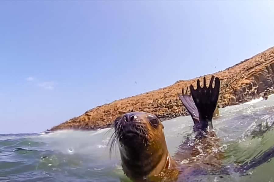 Lima: Palomino Islands Speedboat Tour & Swim with Sea Lions - From your hotel to Callao Harbor