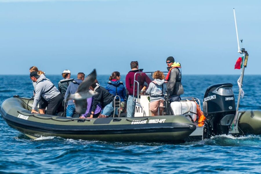 Lisbon: Speedboat Trip to Bugio Lighthouse - Following the shore toward Oeiras