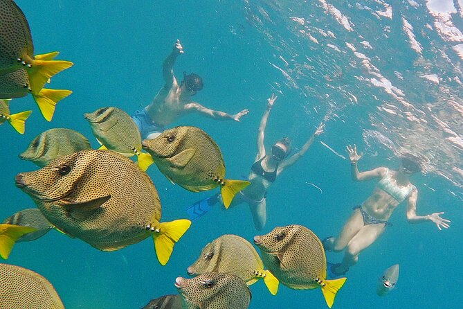 Los Cabos Snorkeling Tour by Speed Boat with Photos Included - The $89 Price and What You Get