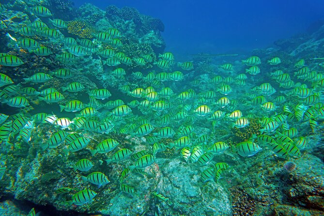 Los Cabos Snorkeling Tour by Speed Boat with Photos Included - What You May See Underwater