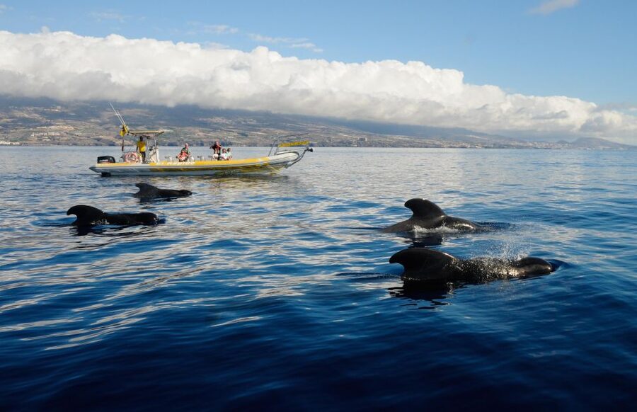 Los Gigantes: Dolphin and Whale Watching Cruise by Speedboat - Key points at a glance