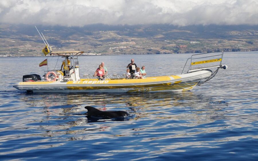 Los Gigantes: Dolphin and Whale Watching Cruise by Speedboat - Why this small Los Gigantes boat matters