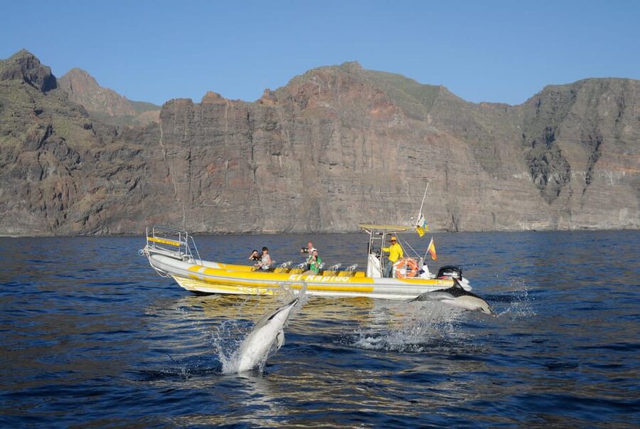 Los Gigantes: Dolphin and Whale Watching Cruise by Speedboat - The run to the Teno-Rasca Whale Sanctuary