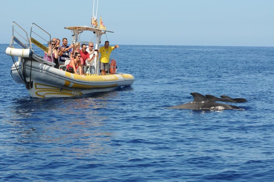 Los Gigantes: Dolphin and Whale Watching Cruise by Speedboat - How much value do you get for $33?