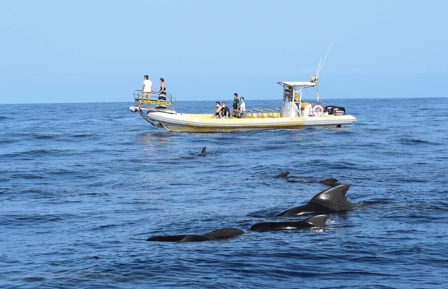 Los Gigantes: Dolphin and Whale Watching Cruise by Speedboat - Leaving from the port of Los Gigantes