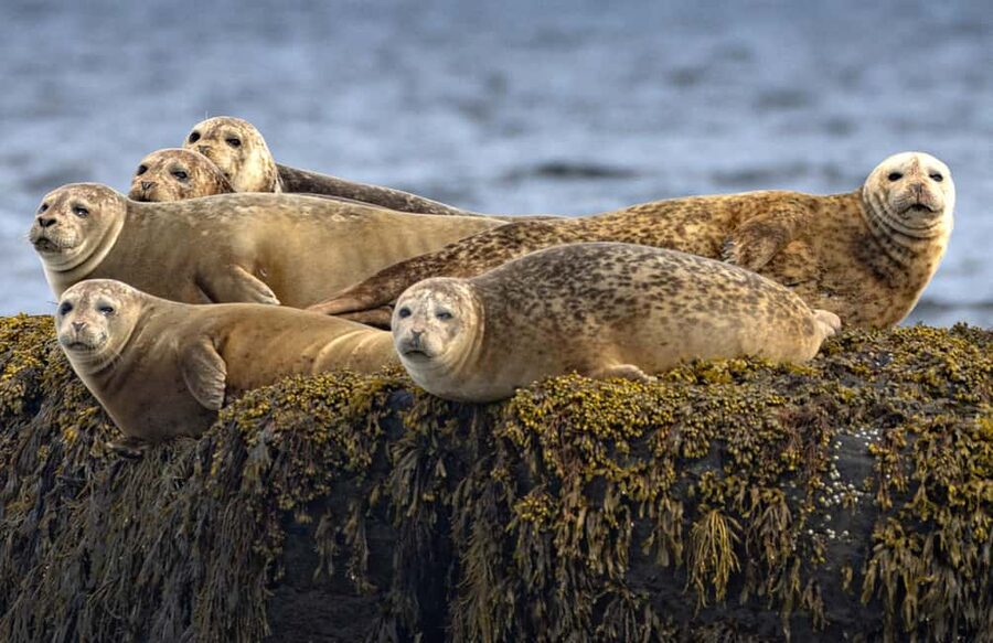 Lunenburg: Zodiac Wildlife Tour with Naturalist Guide - Jason and Deb bring the coast into focus