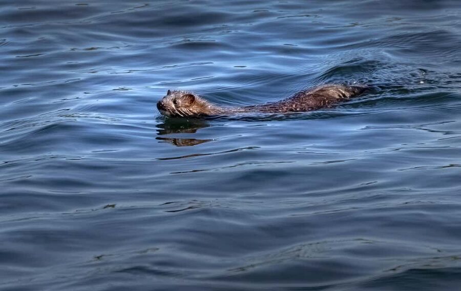 Lunenburg: Zodiac Wildlife Tour with Naturalist Guide - Wildlife watching without a zoo
