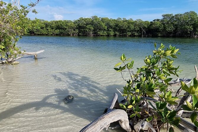 Mangrove and Lagoon Speed Boat Tour - The private beach promise needs a careful reading