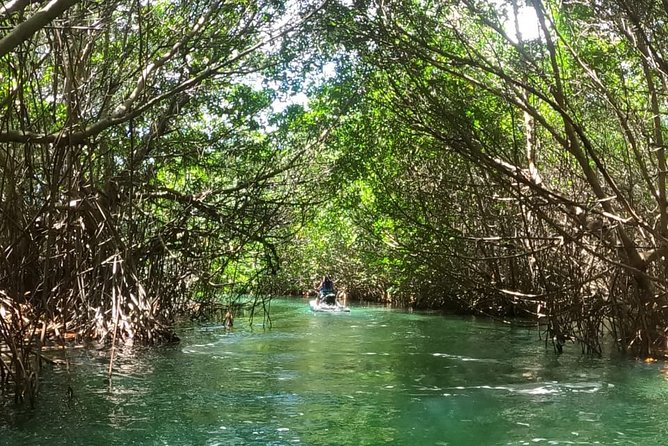 Mangrove and Lagoon Speed Boat Tour - Is the cost fair after the dock fee?