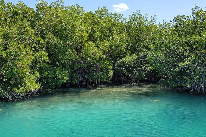 Mangrove and Lagoon Speed Boat Tour - Who will enjoy this Cancun boat trip?