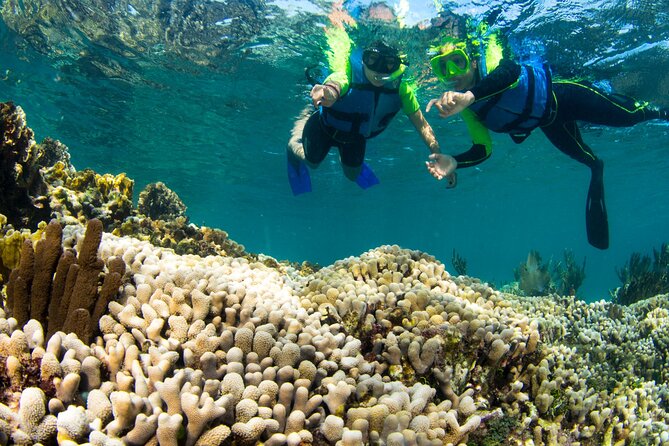 Mangrove Jungle Speedboat Experience - What the $49 price really covers
