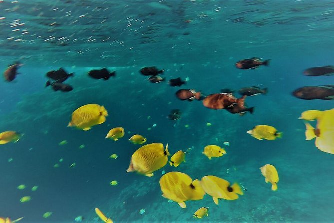 Maui Snorkel Adventure: Molokini Crater and Turtle Cove - Stop one: Makena Beach and the turtle search