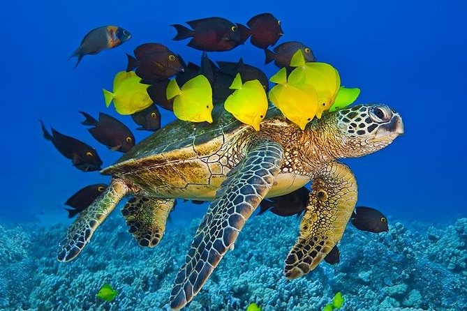 Maui Snorkel Adventure: Molokini Crater and Turtle Cove - Stop two: Molokini Crater