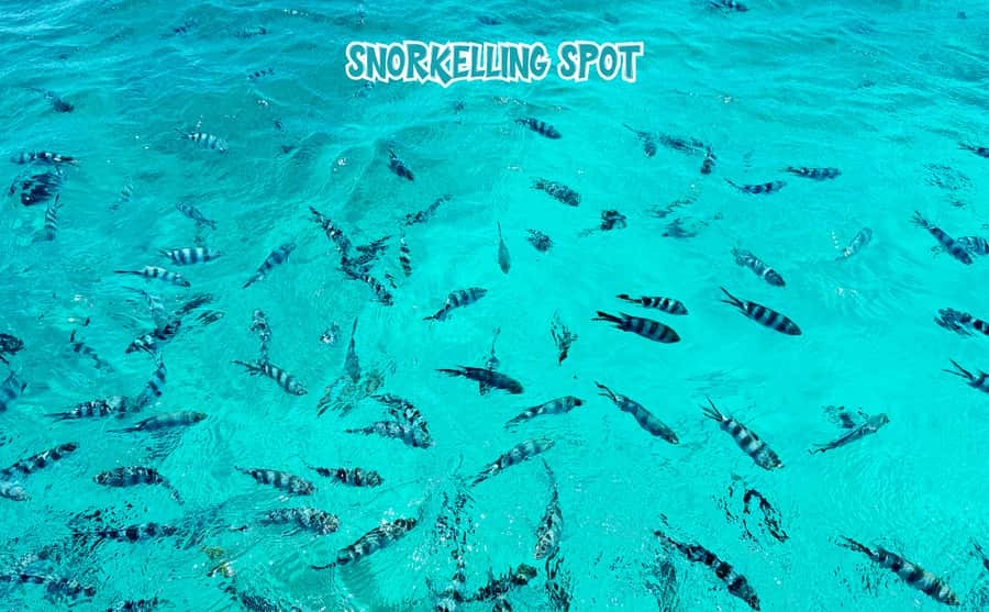 Mauritius: Benitier Island - Swim Dolphins - Speedboat & BBQ - Snorkeling near coral reefs