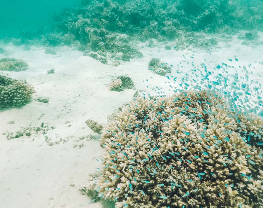 Mauritius: Full-Day Speedboat Tour to Ile aux Cerfs & BBQ - What the boat ride is really like
