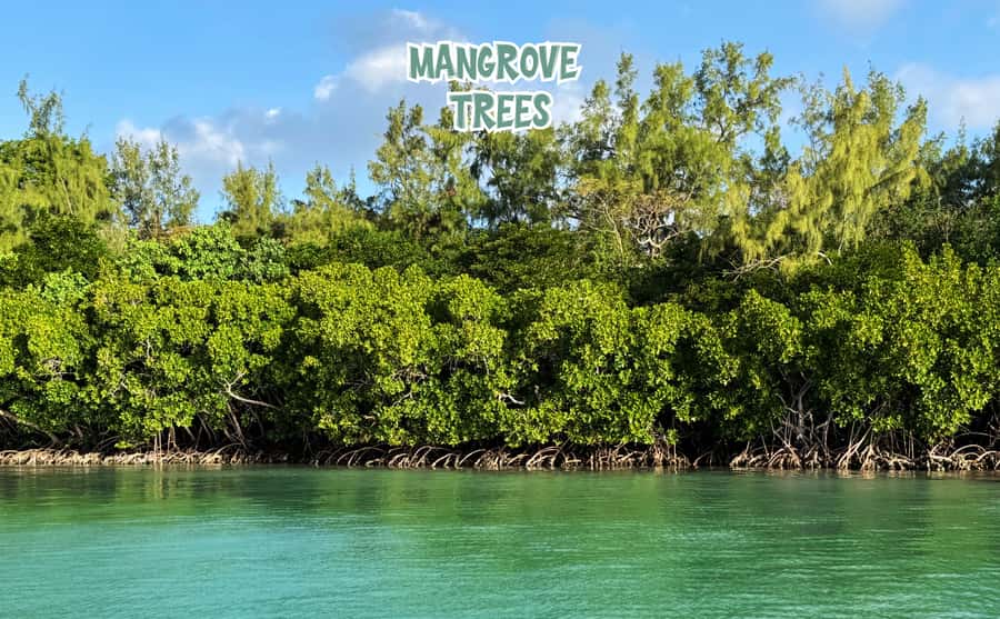 Mauritius: Ile aux Cerfs Speedboat Tour with Lunch & Drinks - Through the mangrove channels on Mauritius’ east coast
