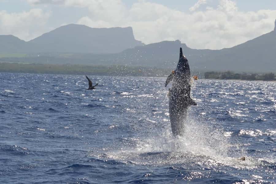 Mauritius: Snorkel and Swim with Dolphins on Speedboat Tour - The Crew and Captain Jérôme