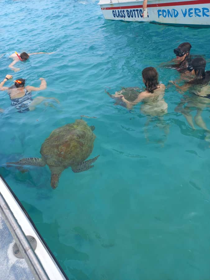 Mauritius: Snorkeling with turtles Le Transporteur speedboat - Swimming with turtles in shared waters