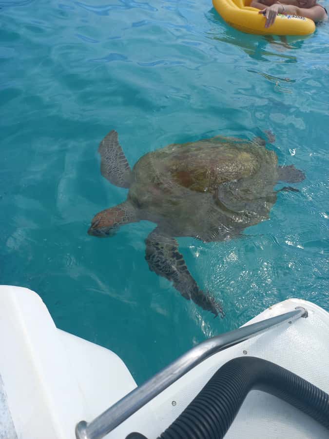 Mauritius: Snorkeling with turtles Le Transporteur speedboat - The quick run to Trou aux Biches lagoon