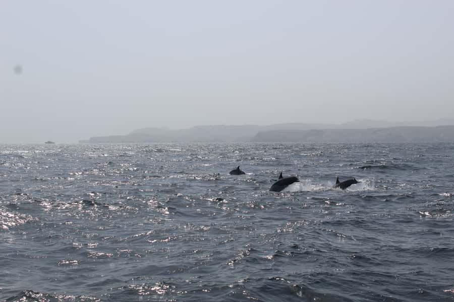 Muscat: Dolphin Watching and Snorkeling Tour By Speed Boat - Leaving Marina Bandar Al Rowdha at 10am