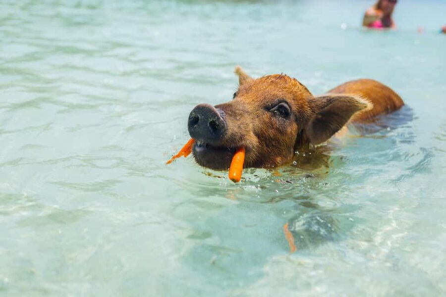 Nassau: Exuma Powerboat Day Trip - Swimming pigs and iguana encounters