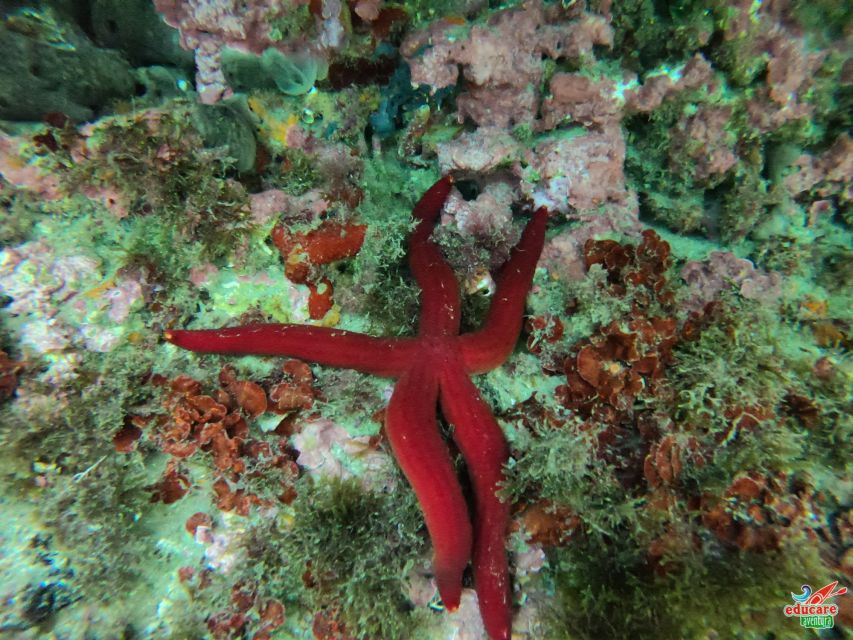 Nerja-Maro: Snorkeling & Sea Scooter Speedboat Trip - What you see below the surface