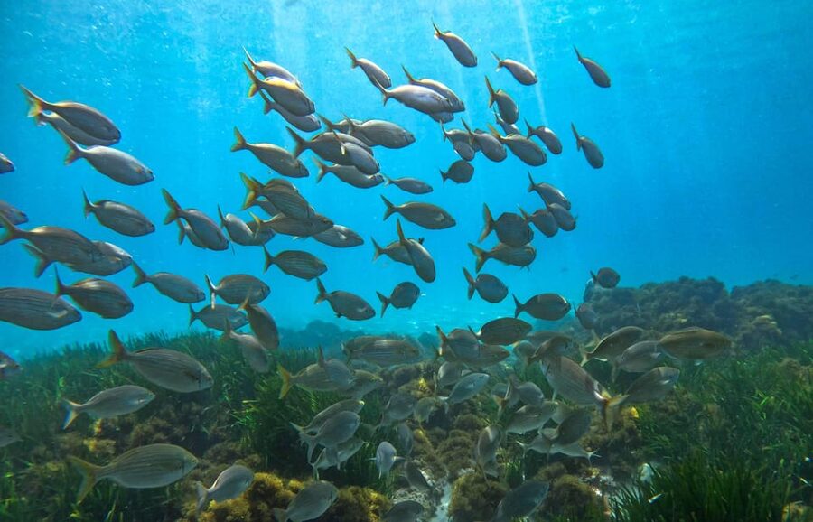 Nerja-Maro: Snorkeling & Sea Scooter Speedboat Trip - Booking details worth knowing
