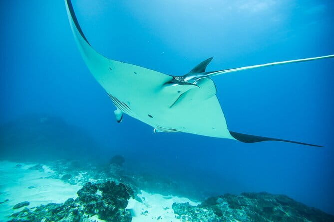 Nusa Penida Private Diving Tour by Speedboat - Manta Point and the chance to see rays